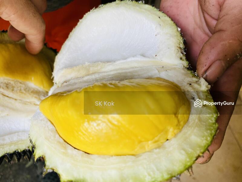 Agricultural Land for Sale in Gopeng (Perak) - SK Kok - PropertyGuru.com.my