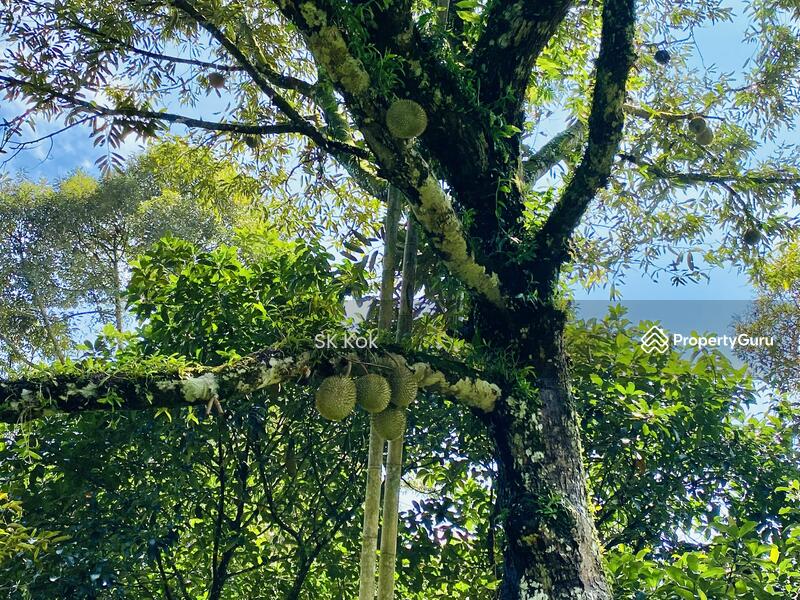 Agricultural Land for Sale in Gopeng (Perak) - SK Kok - PropertyGuru.com.my