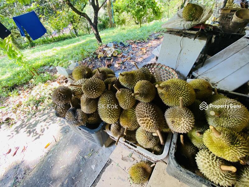 Agricultural Land for Sale in Gopeng (Perak) - SK Kok - PropertyGuru.com.my