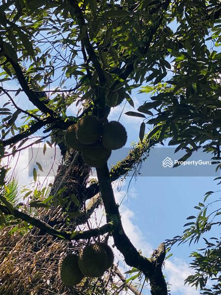 Agricultural Land for Sale in Gopeng (Perak) - SK Kok - PropertyGuru.com.my
