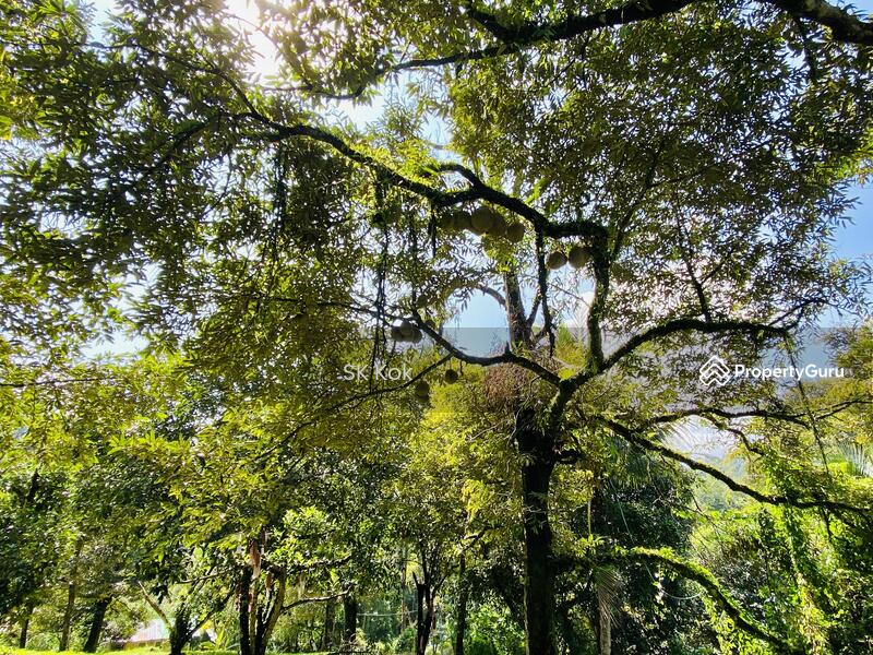 Agricultural Land for Sale in Gopeng (Perak) - SK Kok - PropertyGuru.com.my