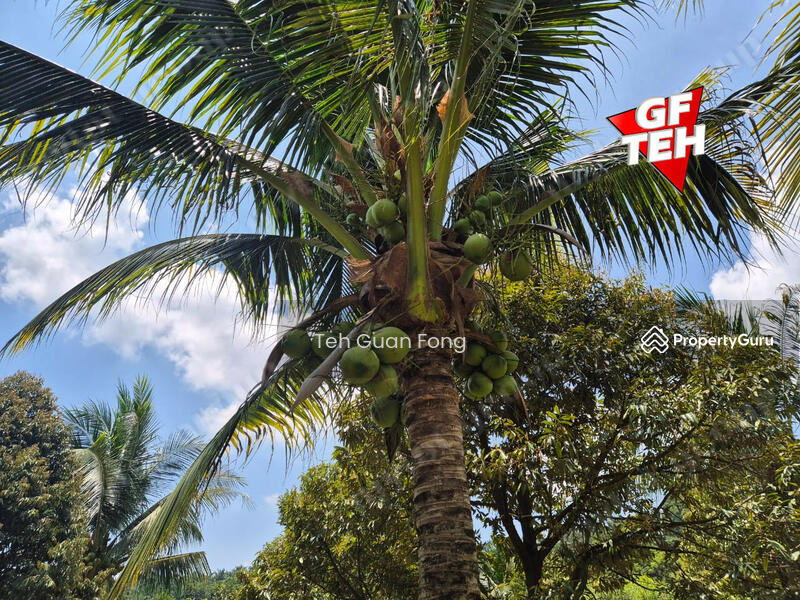 Tanah Pertanian untuk Dijual di Pekan Tikam Batu (Tikam Batu) - Teh Guan Fong - PropertyGuru.com.my