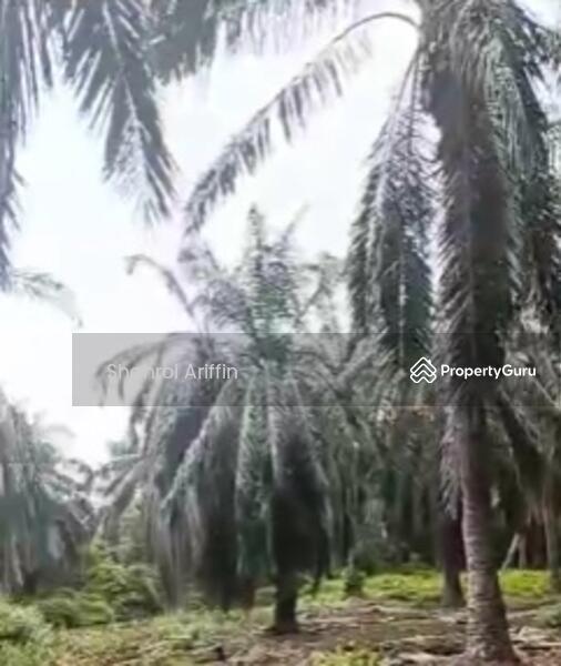 Agricultural Land for Sale in Kampung Bukit Tembakau (Umbai) - Shahrol Ariffin - PropertyGuru.com.my