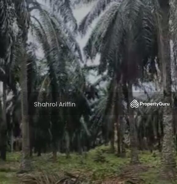 Agricultural Land for Sale in Kampung Bukit Tembakau (Umbai) - Shahrol Ariffin - PropertyGuru.com.my