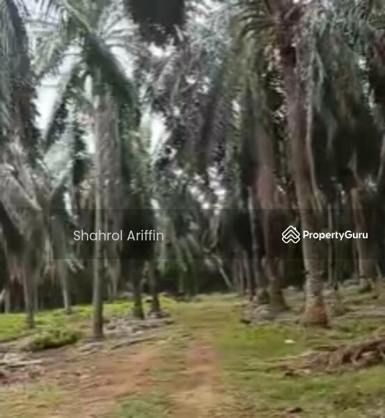 Agricultural Land for Sale in Kampung Bukit Tembakau (Umbai) - Shahrol Ariffin - PropertyGuru.com.my
