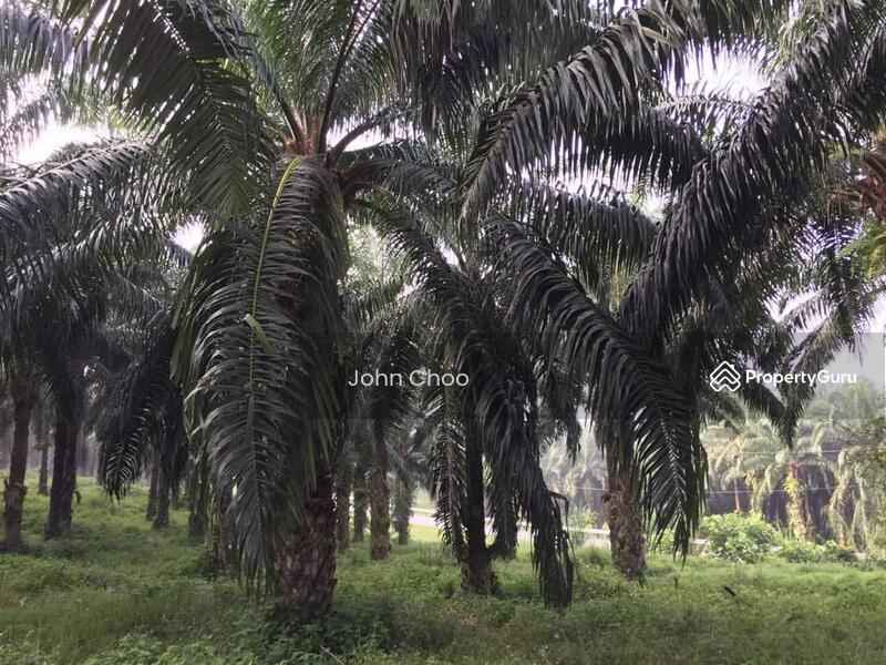 Tanah Pertanian untuk Dijual di Kampung Kuala Johol (Johol) - John Choo - PropertyGuru.com.my