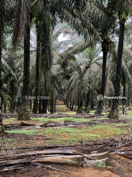 Tanah Pertanian untuk Dijual di Senai (Kulai) - Eden Choo - PropertyGuru.com.my