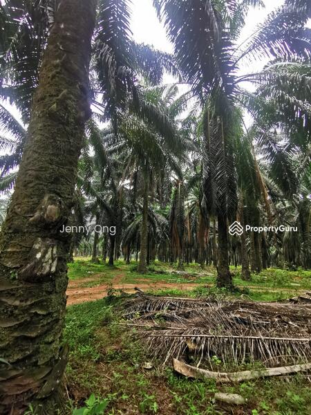 Tanah Perindustrian untuk Dijual di Pekan Gurun (Gurun) - Jenny Ong - PropertyGuru.com.my
