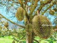 For Sale - Lanchang, Lanchang, 28500 Selangor