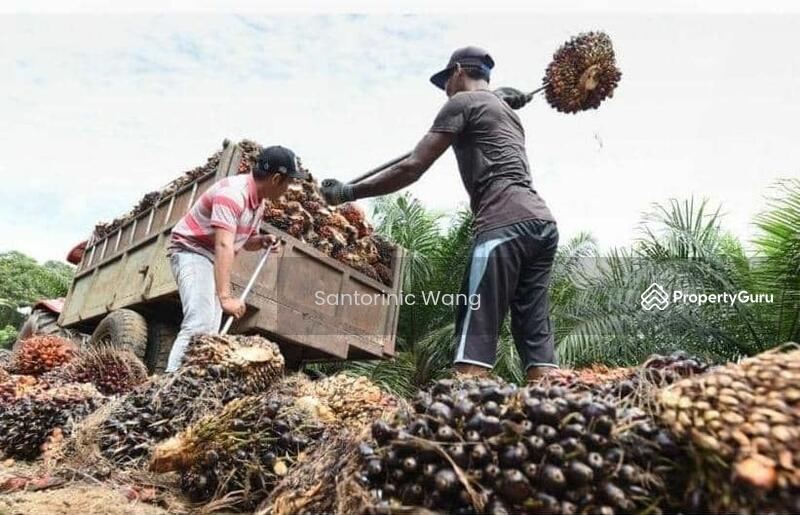 For Sale - Agriculture land at Bintulu