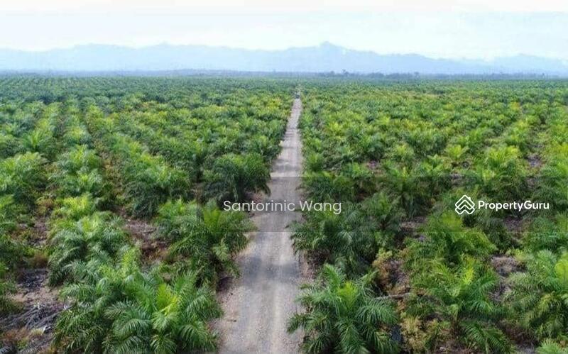 For Sale - Agriculture land at Bintulu