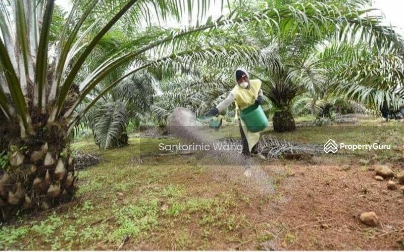 For Sale - Agriculture land at Bintulu