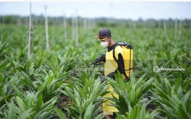 For Sale - Agriculture land at Bintulu