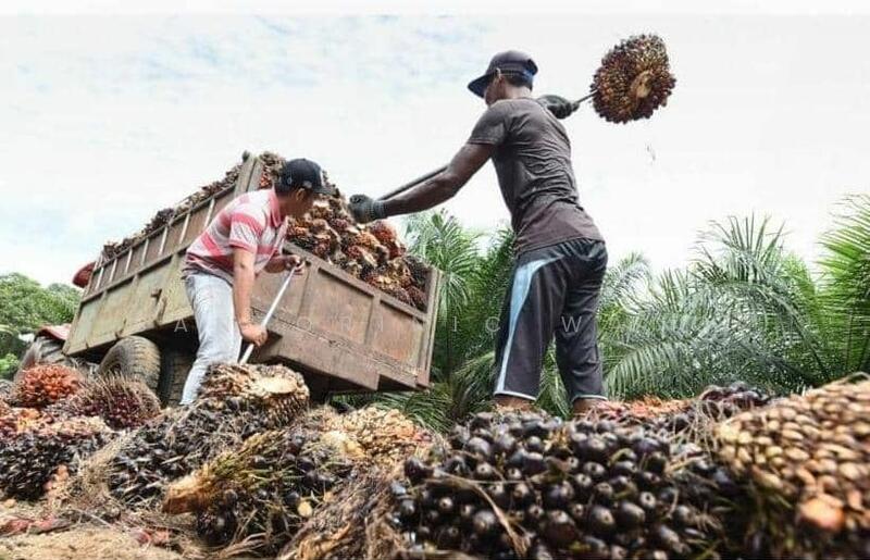 For Sale - Agriculture land at Bintulu