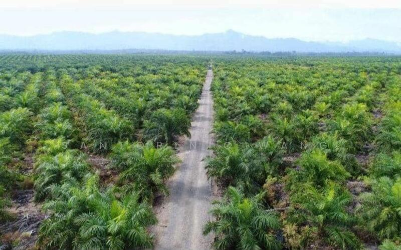 For Sale - Agriculture land at Bintulu