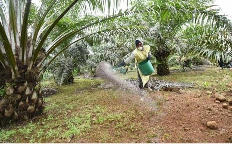 For Sale - Agriculture land at Bintulu