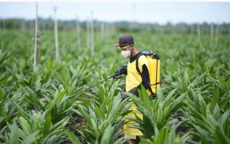 For Sale - Agriculture land at Bintulu