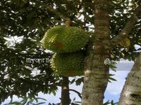 For Sale - Melaka Agriculture Durian land at Melaka, Gemencheh Selandar 3acres Musang King