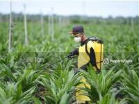 For Sale - Sibu, Sarawak