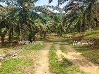 For Sale - serdang ipoh palm oil plantation land
