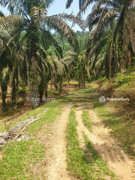 For Sale - serdang ipoh palm oil plantation land