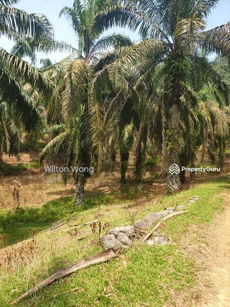 For Sale - serdang ipoh palm oil plantation land