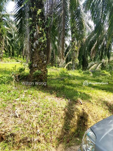 For Sale - serdang ipoh palm oil plantation land