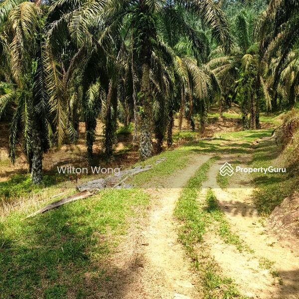 For Sale - serdang ipoh palm oil plantation land