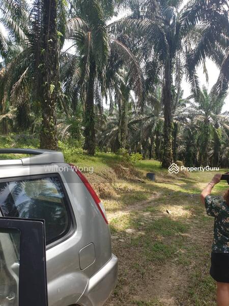 For Sale - serdang ipoh palm oil plantation land