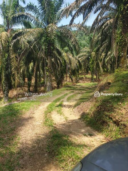 For Sale - serdang ipoh palm oil plantation land