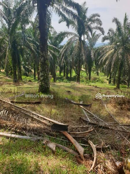 For Sale - serdang ipoh palm oil plantation land