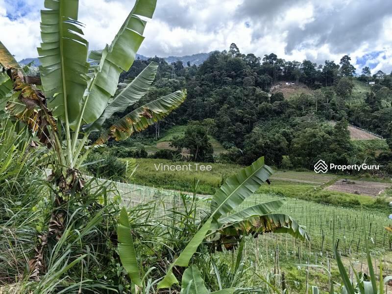 For Sale - 2.25 Acre Agriculture Vege Farm Bukit Tinggi Janda Baik Bentong