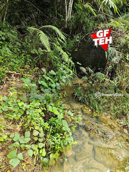 Tanah Pertanian untuk Dijual di Kampung Guar Petai (Selama) - Teh Guan Fong - PropertyGuru.com.my