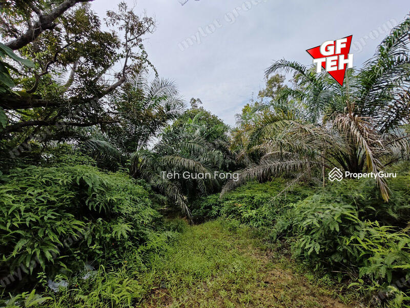 Tanah Pertanian untuk Dijual di Kampung Guar Petai (Selama) - Teh Guan Fong - PropertyGuru.com.my