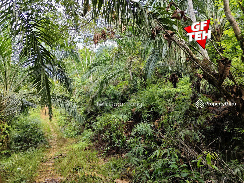 Tanah Pertanian untuk Dijual di Kampung Guar Petai (Selama) - Teh Guan Fong - PropertyGuru.com.my