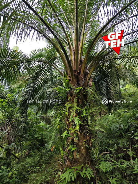 Tanah Pertanian untuk Dijual di Kampung Guar Petai (Selama) - Teh Guan Fong - PropertyGuru.com.my