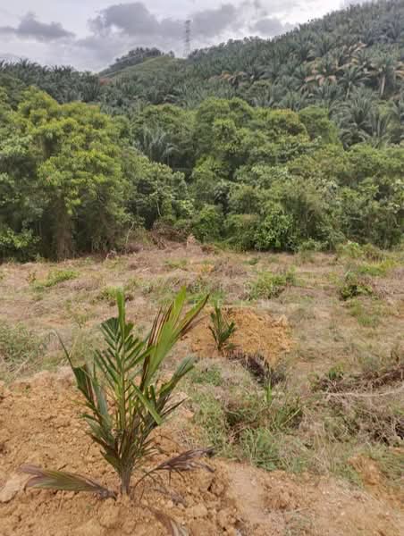 Tanah Pertanian untuk Dijual di Kampung Brisu (Brisu) - Shahrol Ariffin - Exterior - PropertyGuru.com.my