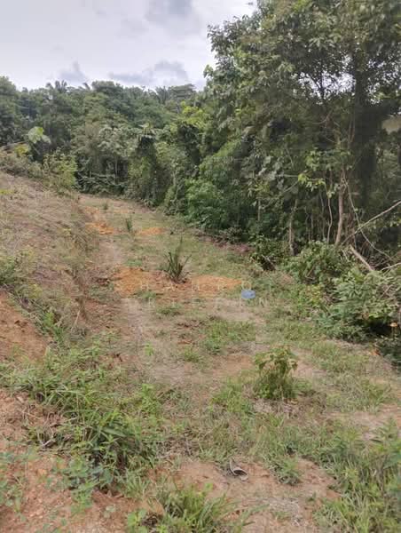 Tanah Pertanian untuk Dijual di Kampung Brisu (Brisu) - Shahrol Ariffin - Exterior - PropertyGuru.com.my