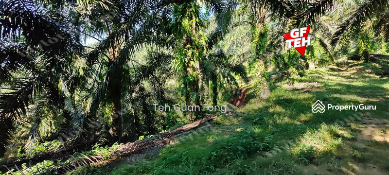 For Sale - 22.39 acre Agricultural Land (Hilly) | Junjong | Kulim | Kedah RM3.70 psf