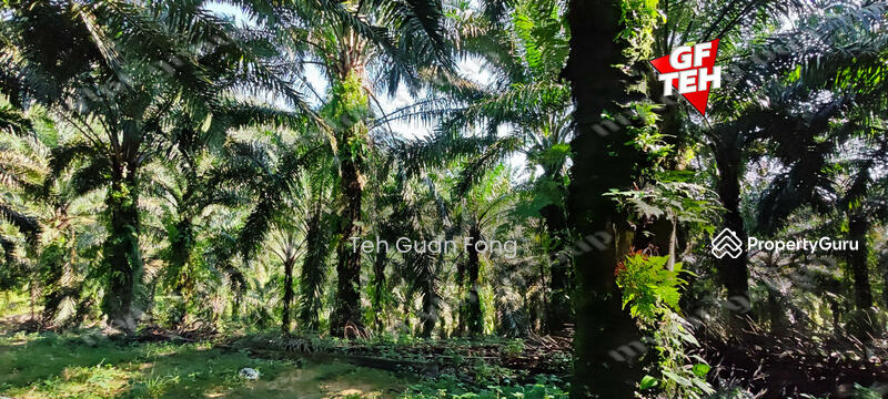For Sale - 22.39 acre Agricultural Land (Hilly) | Junjong | Kulim | Kedah RM3.70 psf
