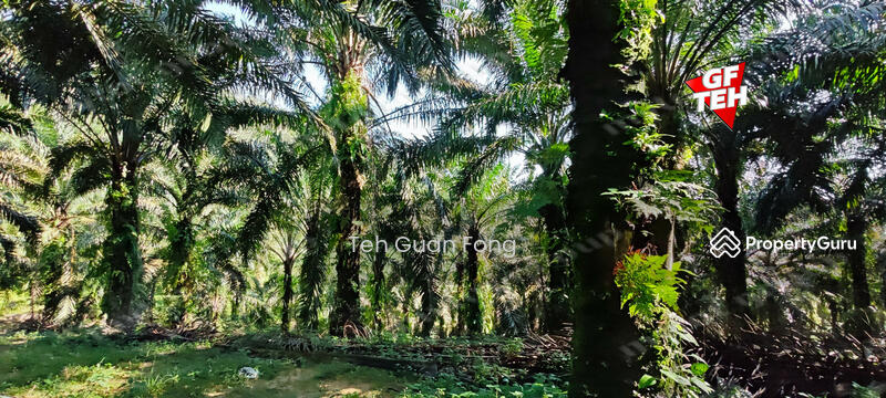 For Sale - 22.39 acre Agricultural Land (Hilly) | Junjong | Kulim | Kedah RM3.70 psf
