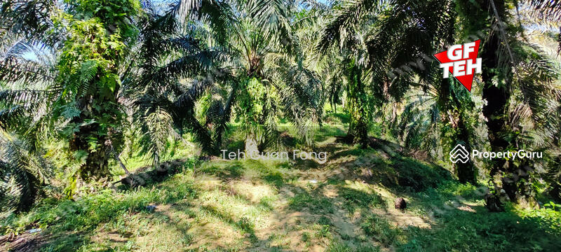 For Sale - 22.39 acre Agricultural Land (Hilly) | Junjong | Kulim | Kedah RM3.70 psf