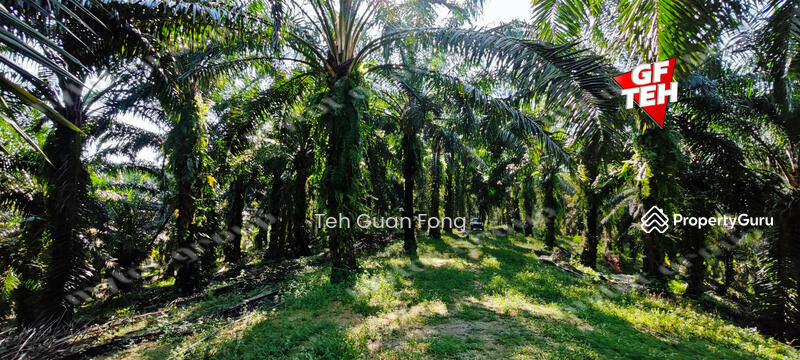 For Sale - 22.39 acre Agricultural Land (Hilly) | Junjong | Kulim | Kedah RM3.70 psf