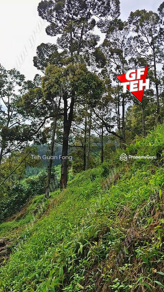 Agricultural Land for Sale in Balik Pulau Village Area (Balik Pulau) - Teh Guan Fong - PropertyGuru.com.my