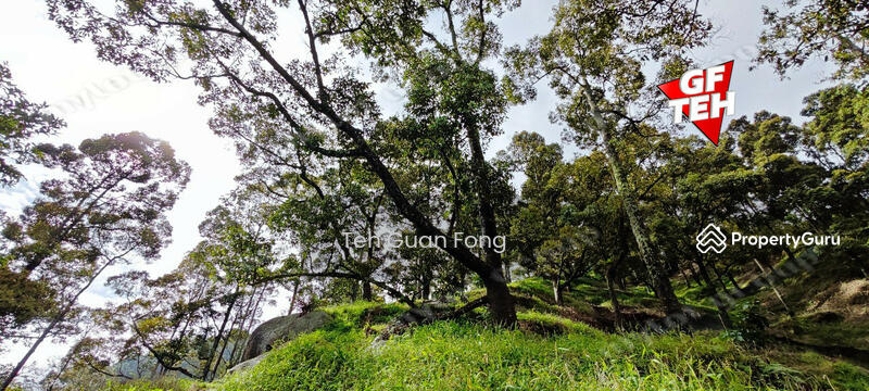 Agricultural Land for Sale in Balik Pulau Village Area (Balik Pulau) - Teh Guan Fong - PropertyGuru.com.my