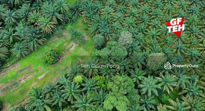 Tanah Pertanian untuk Dijual di Machang Bubok (Bukit Mertajam) - Teh Guan Fong - PropertyGuru.com.my