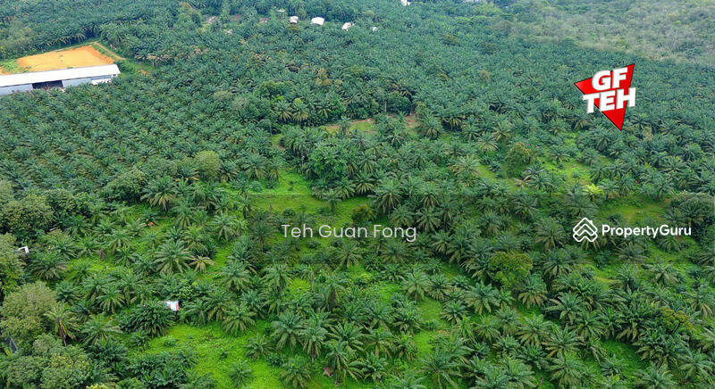Tanah Pertanian untuk Dijual di Machang Bubok (Bukit Mertajam) - Teh Guan Fong - PropertyGuru.com.my