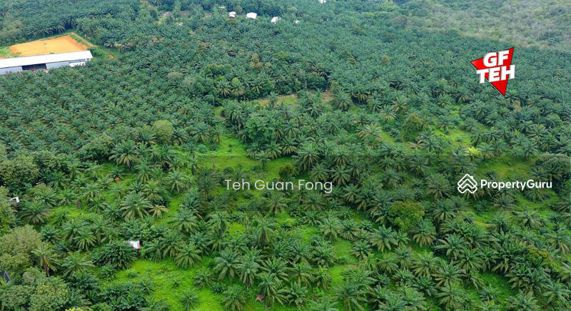 Tanah Pertanian untuk Dijual di Machang Bubok (Bukit Mertajam) - Teh Guan Fong - PropertyGuru.com.my