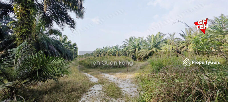 Agricultural Land for Sale in Kampung Changkat Dain (Sungai Jawi) - Teh Guan Fong - PropertyGuru.com.my