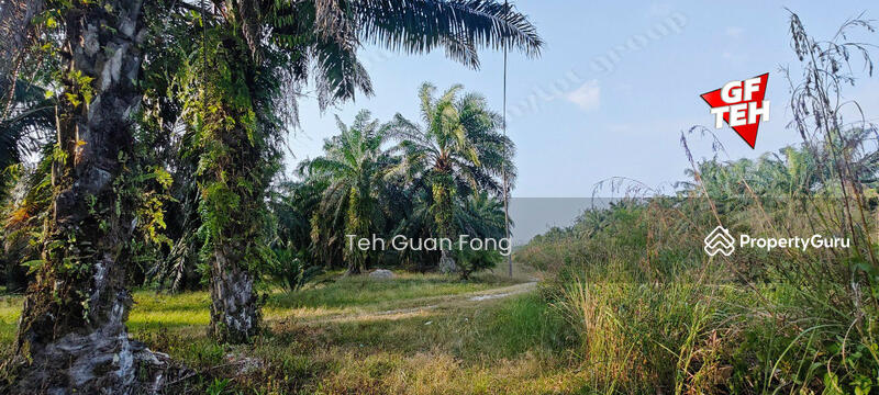 Agricultural Land for Sale in Kampung Changkat Dain (Sungai Jawi) - Teh Guan Fong - PropertyGuru.com.my